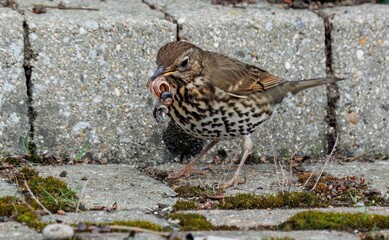 the bird has caught something in its beak for dinner on the pavement