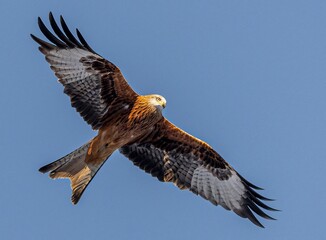Majestic bird soaring through the sky with its wings spread out wide