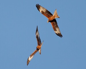 two birds flying in the air against a clear blue sky