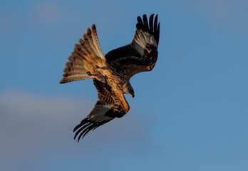 Majestic bird soaring through the sky with its wings spread out wide