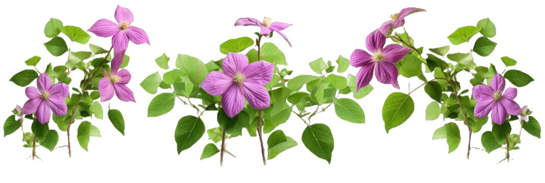 Clematis Lanuginosa Creeper Tree Isolated on Transparent Background. AI Generated.