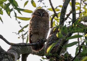 Closeup of an owl perched on a branch of a green tree