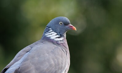 Closeup of a grey pigeon on a blurry green background