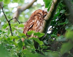 Obraz premium Closeup of an owl perched on a branch of a green tree