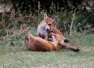 Fototapeta premium Scenic view of two playful red foxes on a green lawn