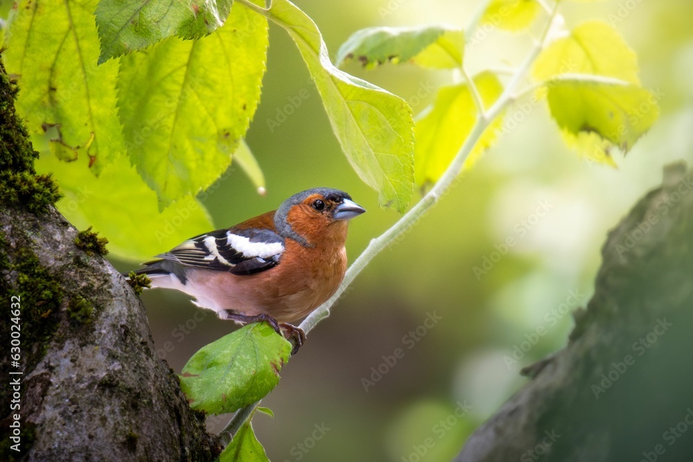 Poster a bird on a tree limb in a sunny environment stock photo