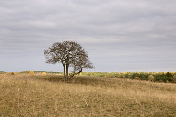 Lonely tree in a field on a small hill, autumn colors