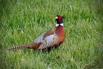 Colorful pheasant bird walking in tall, lush grass, surrounded by nature