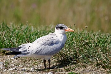 Majestic gray and white Caspian tern bird perched atop a grass covered field