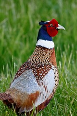 Colorful pheasant bird walking in tall, lush grass, surrounded by nature