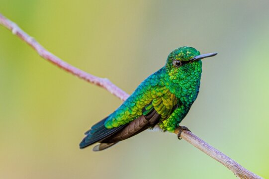 the green hummingbird is perched on a tree branch with a pink berry