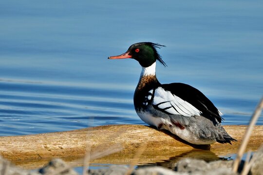 Male red-breasted merganser perched by the water