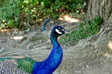Closeup of a peacock perched on the ground near a group of trees in a natural environment