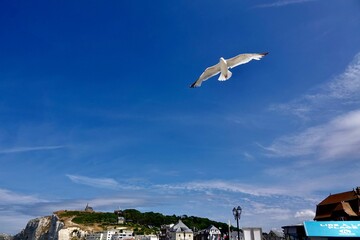 Seagull soaring through the sky against a backdrop of azure sky