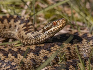 Closeup of a brown-colored snake laying on some brush and grass in the wild