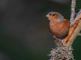 Male Finch perched on a decaying tree branch