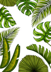 Rectangular A4 template for text with tropical palm leaves. Frame or border with jungle rainforest exotic plants. Isolated on white realistic hand drawn illustration for label design.