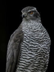 Portrait of the majestic goshawk
