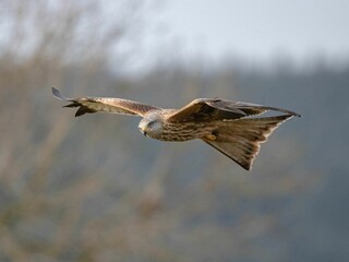 Red kite (Milvus milvus) in flight