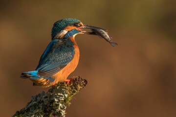 Small Kingfisher with a fish in its beak on a branch