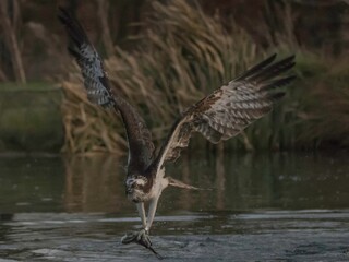Osprey (Pandion haliaetus) catching a fish