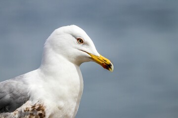 Closeup of a seagull perched on a sandy beach, illuminated by a bright blue sky in the background