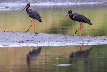 Black storks strolling along the shoreline