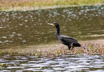 Great cormorant perched in shallow water surrounded by lush grass