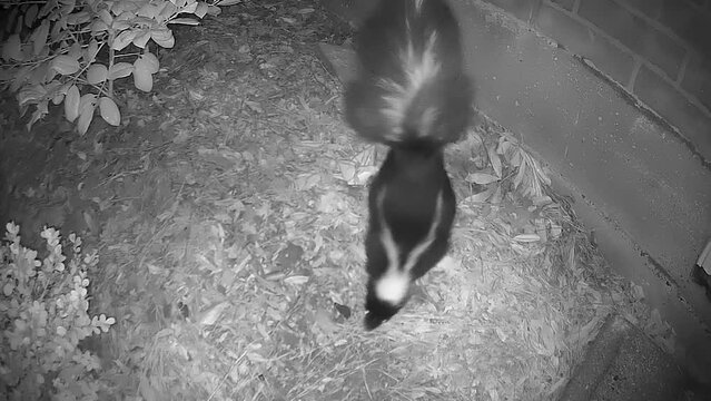 skunk coming out of hole under a residential home