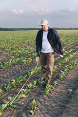 A farmer in a field of sugar beets checks the crop and the presence of weeds. Agricultural concept...