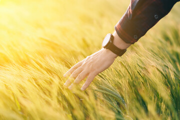 Checking the yield of grain crops at sunset. Man conducts experiments in field conditions.