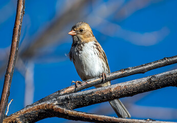 Perched Harris's Sparrow