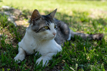 Naklejka na ściany i meble Gray and white cat on the garden grass