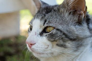 Gray and white cat on the garden grass