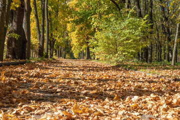 Autumn colorful view in road. Pathway along trunks of trees with yellow leaves in city park. Fallen leafs on the ground. Landscape golden foliage and plants. Fall bright in footpath. Beauty in nature.