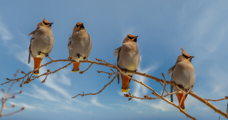 Fototapeta premium Beautiful Bohemian Waxwings Lined Up on a Branch