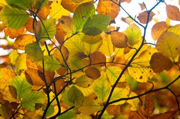 Low-angle view of branches with sunlit, autumnal leaves