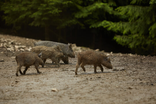 wild pigs in the mud © Lubov
