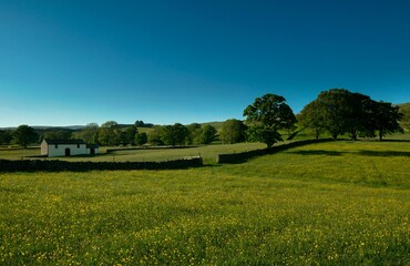 Vibrant landscape featuring a white house in a lush green field dotted with golden yellow flowers