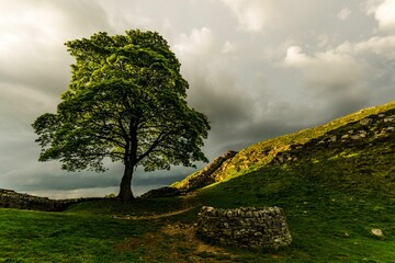 Landscape of Hadrian's Wall in Sycamore Gap covered in greenery in the UK