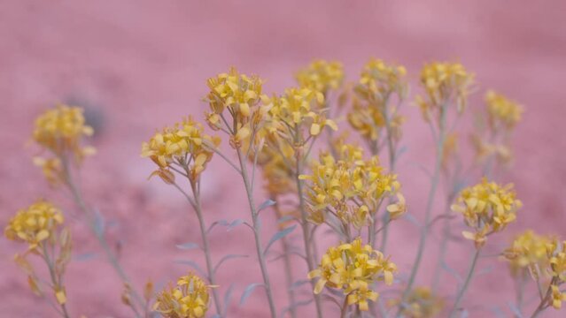 Close-up view of Sisymbrium flowers with a pink background