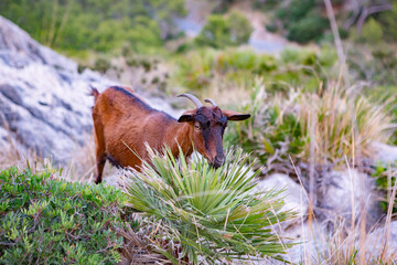 Hiking holidays Mallorca, Spain. Beautiful picture with landscape of Serra de Tramuntana mountains in the island of Majorca in Mediterranean sea. Paradise for bikers. Adventure travel.