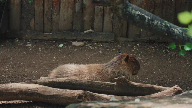 Closeup video of a cute fluffy capybara surrounded by branches in a zoo cage