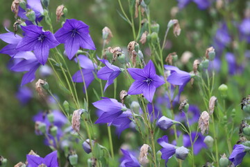 Platycodon grandiflorus. Purple balloon flowers in garden. - obrazy, fototapety, plakaty