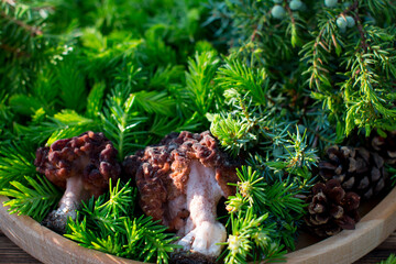 morels on a wooden menagerie with young fir twigs. Forest gifts of nature