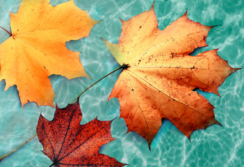 Fototapeta na wymiar Autumn orange leaves on the green background .