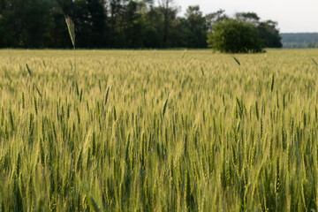 Two-rowed barley or Hordeum distichon growing in the field, stems in the rays of sunlight.