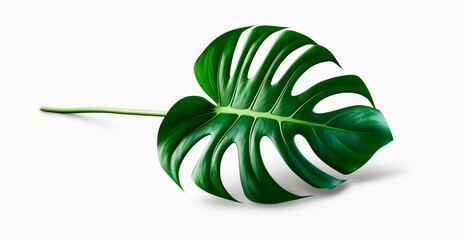 Tropical jungle monstera leaves isolated on white background - AI generated image - obrazy, fototapety, plakaty