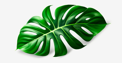Tropical jungle monstera leaves isolated on white background - AI generated image - obrazy, fototapety, plakaty