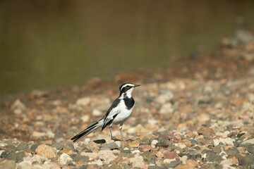 Small black and white bird perched on a pebbly shoreline next to a body of water